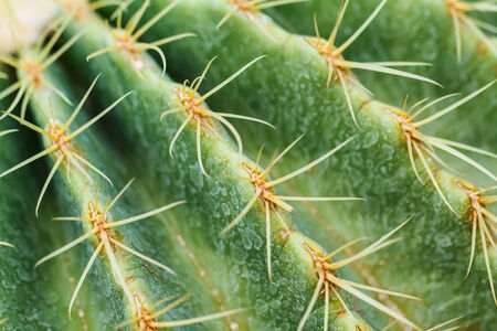 Close up of globe shaped cactus