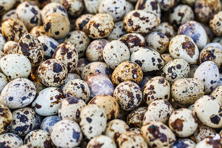 Quail eggs