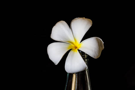 Plumeria flower in glass bottles.の写真素材