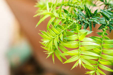 Green leaf bacgroundの写真素材