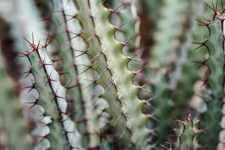 Close up of globe shaped cactusの写真素材