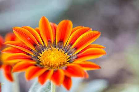 Gerbera flowerの写真素材