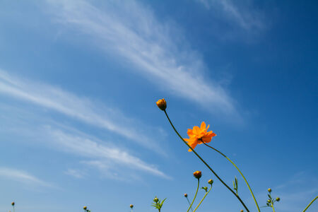 yellow cosmos flower in gardenの写真素材