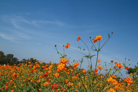 yellow cosmos flower in gardenの写真素材