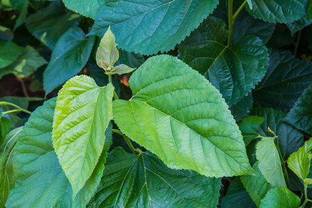 Leaf mulberryの写真素材
