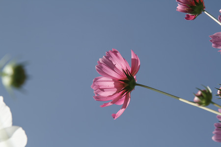 cosmos flower in garden
