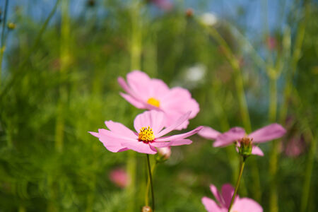 cosmos flower in gardenの写真素材
