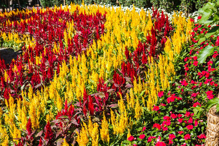 Flower in garden