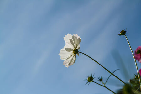 cosmos flower in gardenの写真素材