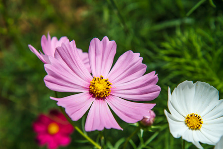 cosmos flower in gardenの写真素材