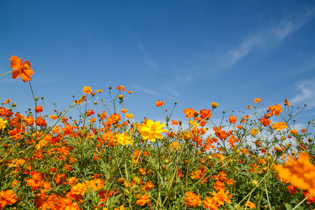 yellow cosmos flower in gardenの写真素材