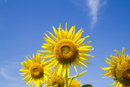 sun flower in gardenの写真素材