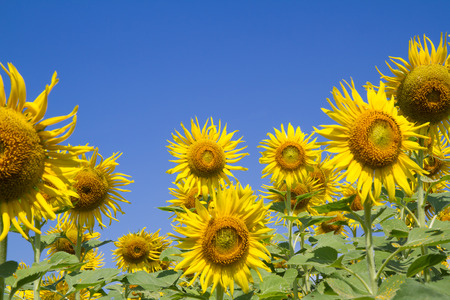 sun flower in gardenの写真素材
