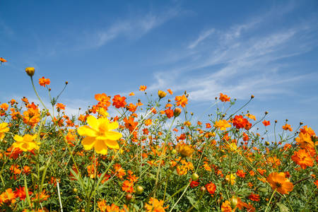 yellow cosmos flower in gardenの写真素材