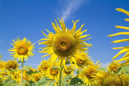 sun flower in gardenの写真素材
