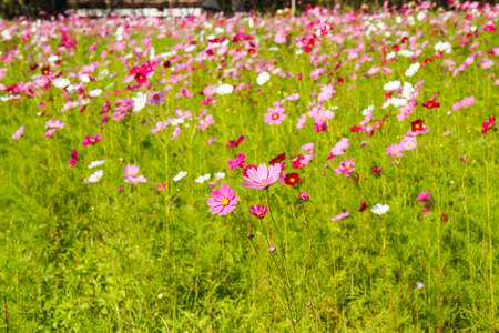 cosmos flower in gardenの写真素材