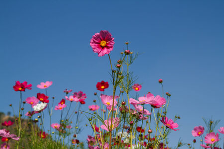 cosmos flower in gardenの写真素材