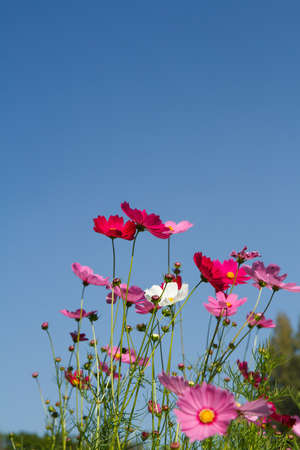 cosmos flower in gardenの写真素材