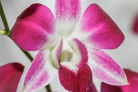 Pink orchidsの写真素材
