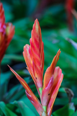 pineapple flowers