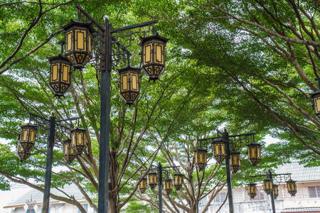 Chinese lanterns in the gardenの写真素材