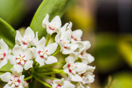 Hoya flowersの写真素材