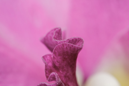 Cattleya labiata orchidsの写真素材