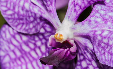 Purple orchid flowerの写真素材