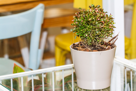 Trees in pots on tableの写真素材