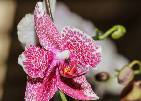Pink orchidsの写真素材