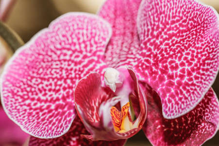 Pink orchidsの写真素材