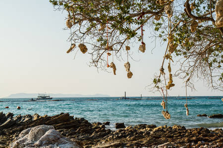 pattaya beach in Koh Larn,Thailandの写真素材
