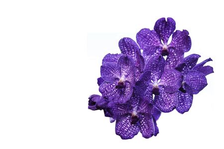 Orchid purple flowersの写真素材