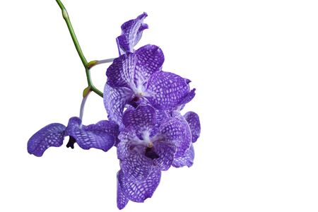 Orchid purple flowers