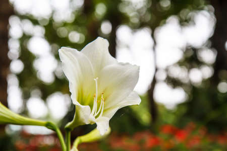 Hippeastrum in the gardenの写真素材