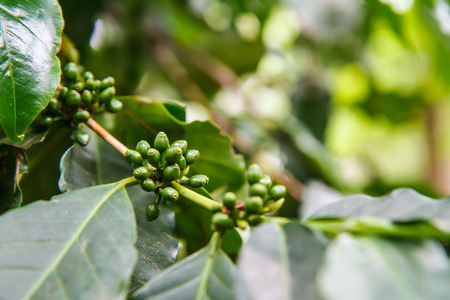 coffee treesの写真素材