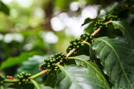 coffee treesの写真素材