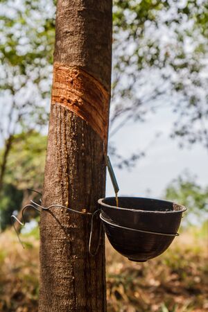 Rubber tree inThailandの写真素材