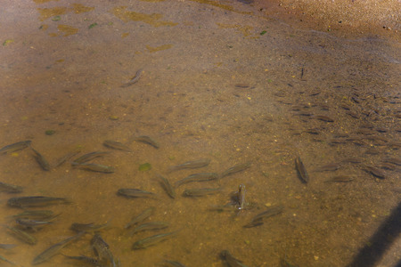 Fish in the pond Thailandの写真素材