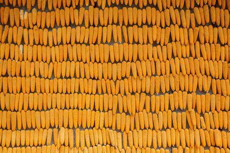 Yellow dried corn bundle together texture