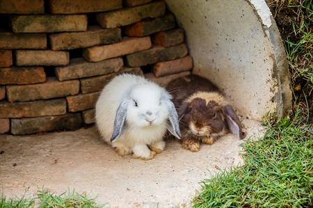 Rabbits in the grass at gardenの写真素材