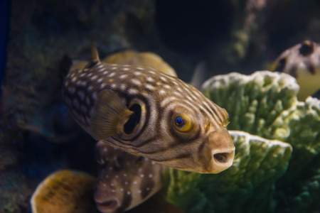 pufferの写真素材