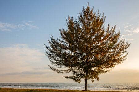 Seascape with lonely pine tree on beach at Thailandの写真素材
