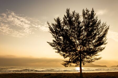 Seascape with lonely pine tree on beach at Thailandの写真素材