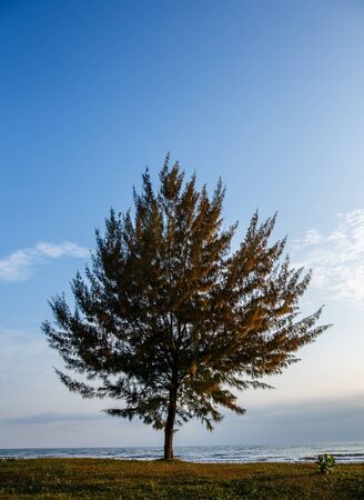 Seascape with lonely pine tree on beach at Thailandの写真素材