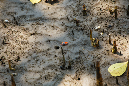 The crabs are living in the mangroves.の写真素材