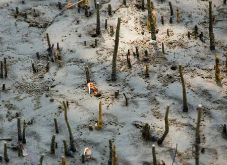 The crabs are living in the mangroves.の写真素材