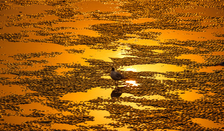 Seagulls at Bang Poo Thailand.の写真素材