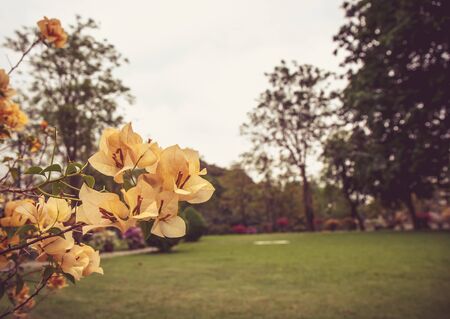 Bougainvillea glabra Choisy flowerの写真素材