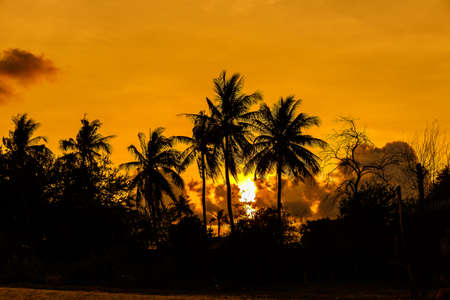 Coconut with The Evening Sunの写真素材